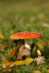 Toadstool or fly agaric mushroom in the grass with leafs