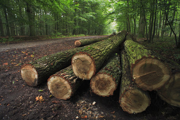 Holzeinschlag