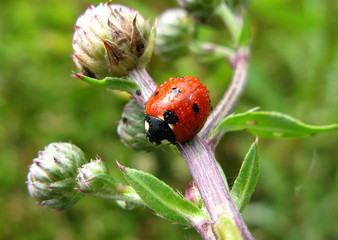 lady-bird after rain