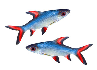 Tropical fish