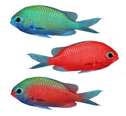 Tropical reef fish