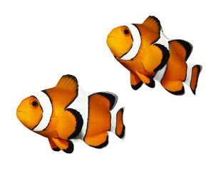 Tropical reef fish - Clownfish (Amphiprion ocellaris) - 16499461