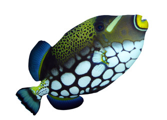 Tropical reef fish