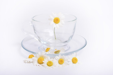 Herbal chamomile tea isolated on white background