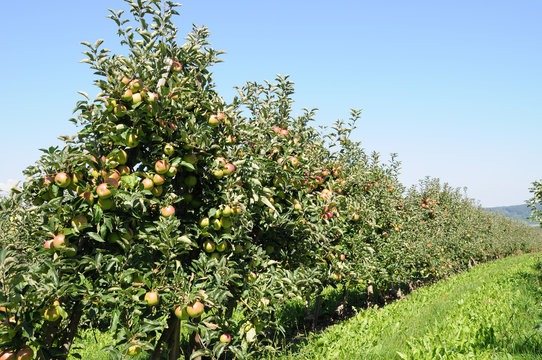Apfelbaumreihe