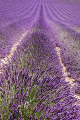 Fototapeta na wymiar Lavender uciekających