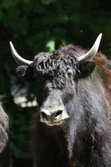 Yak