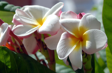 Fototapeta premium Flores