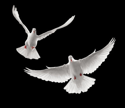 doves flying