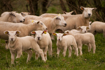 Fototapeta premium Agneaux et brebis en pâture