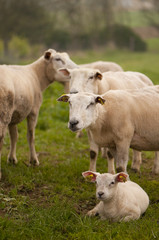 Agneaux et brebis en pâture