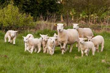 Obraz premium Agneaux et brebis en pâture