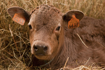 Veau de race limousine en étable