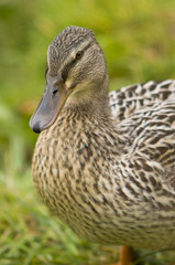 Canard colvert (Anas platyrhynchos - Mallard)