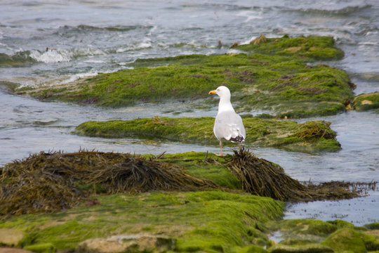 Quiberon 819