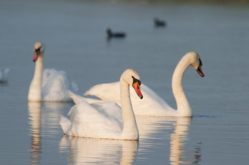 Cygnes sur le plan d'eau de La Bassée près du Crotoy (Baie de So