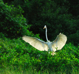 egrets