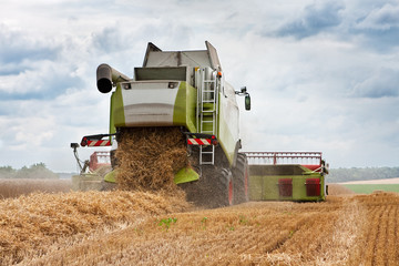 Fototapeta premium harvest