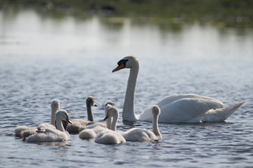 Une maman cygne promène ses jeunes cygnons