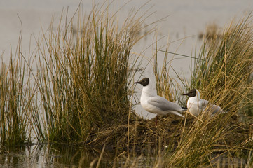 Fototapeta premium Mouette rieuse (Larus ridibundus - Common Black-headed Gull)