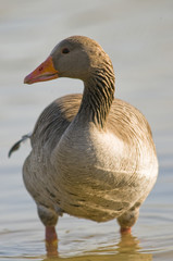 Oie cendrée (Anser anser - Greylag Goose)