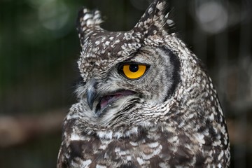 Agitated Spotted Eagle Owl