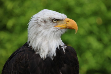 Weisskopfseeadler 8