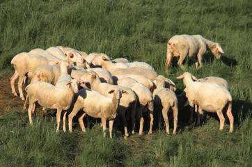 Fototapeta premium Moutons