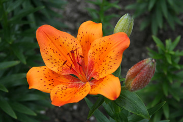 Lilie © Marén Wischnewski