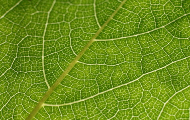 background-texture of green leaf