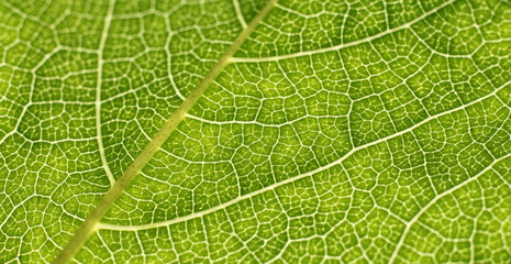 background-texture of green leaf