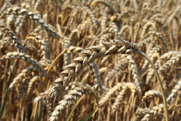 Fototapeta premium Weizenfeld