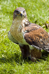 Harris Hawk