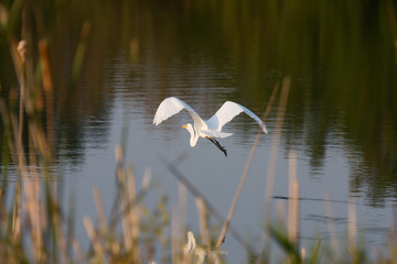Great Egret Leaving the Area