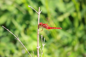 Red Dragonfly