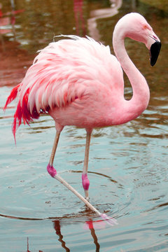 Fototapeta flamingo