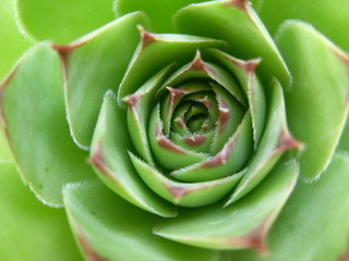Hauswurze-Rosette