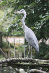 Kranich - Crane - Grus grus - 1