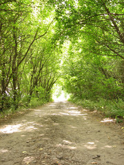road in the forest. Light in tunnel