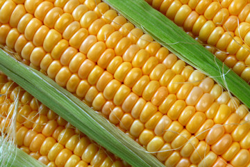 Corn ears background, close up