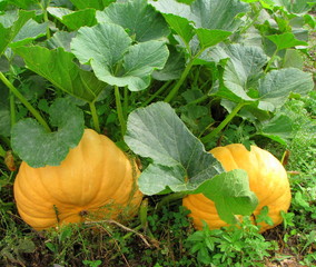 Le jardin potager.