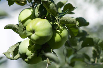 green apples on a tree