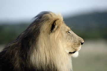Löwe (Panthera leo)