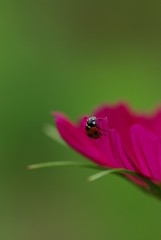 テントウムシとコスモス