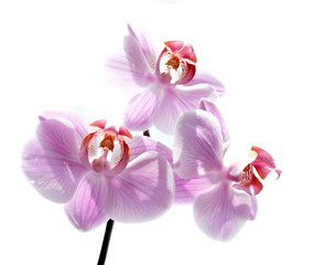 Pink orchid isolated on white