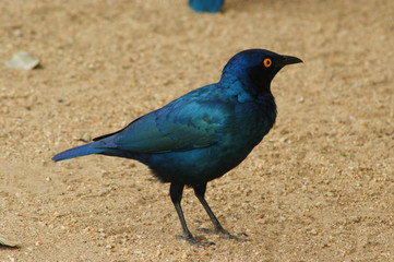 choucador a oreillon bleu