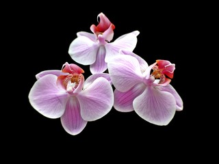 Pink orchid isolated on black