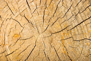 Old wood texture