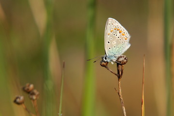 Bläuling im Gegenlicht