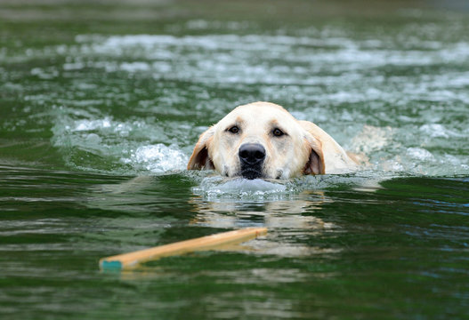 Labrador Retriever Retrieving Images – Browse 2,745 Stock Photos, Vectors,  and Video | Adobe Stock